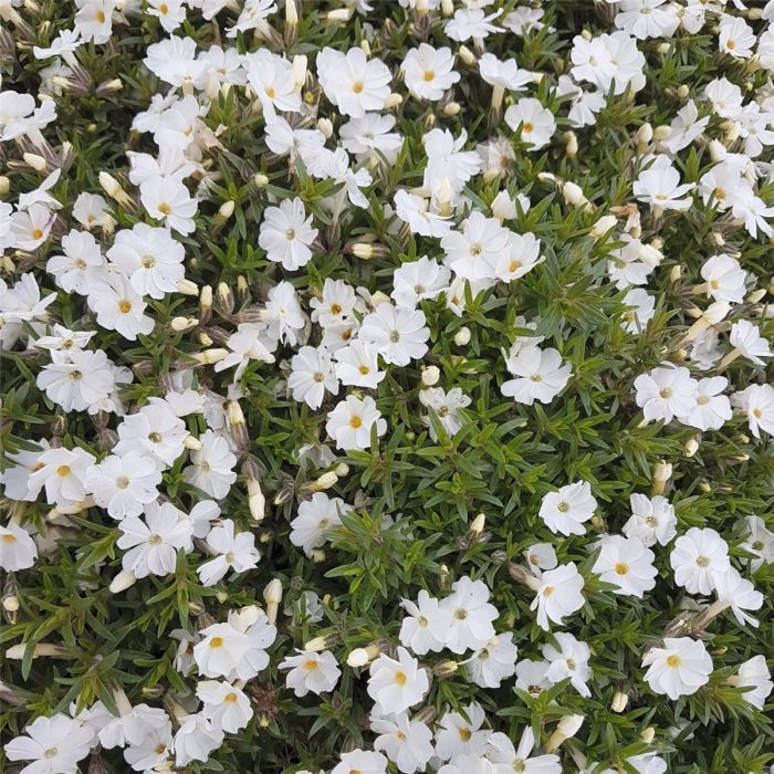 Polsterphlox\u0020\u0028Phlox\u0020subulata\u0020\u0029\u0020Alba