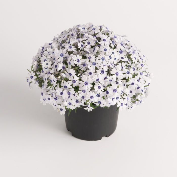 Polsterphlox\u0020\u0028Phlox\u0020subulata\u0029\u0020Bavaria