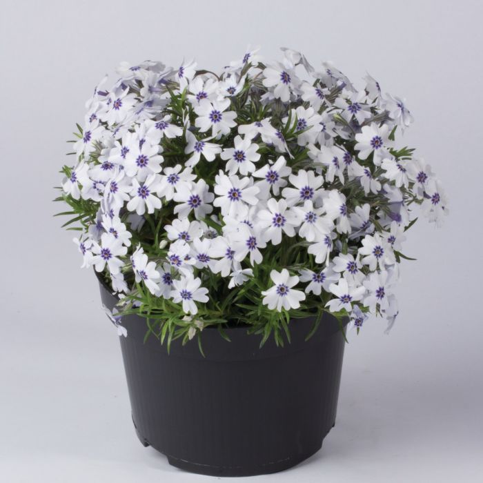 Polsterphlox\u0020\u0028Phlox\u0020subulata\u0029\u0020Bavaria