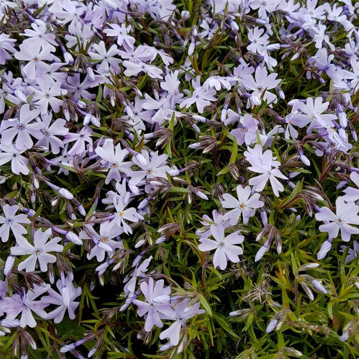 Polsterphlox\u0020\u0028Phlox\u0020subulata\u0020\u0029\u0020Cushion\u0020Blue
