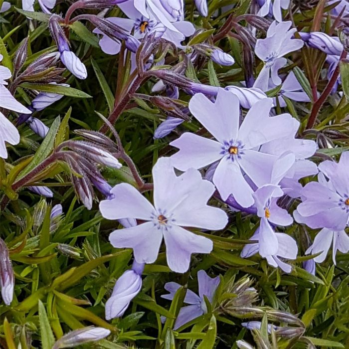Polsterphlox\u0020\u0028Phlox\u0020subulata\u0020\u0029\u0020Cushion\u0020Blue