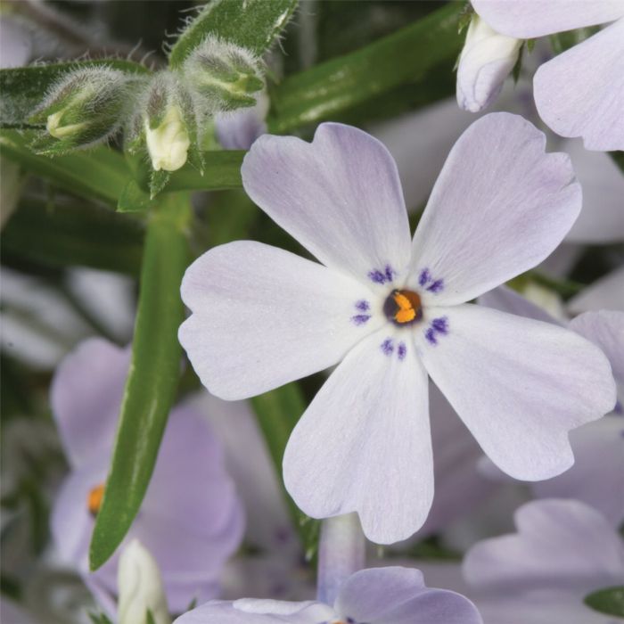 Polsterphlox\u0020\u0028Phlox\u0020subulata\u0029\u0020Purple\u0020Beauty