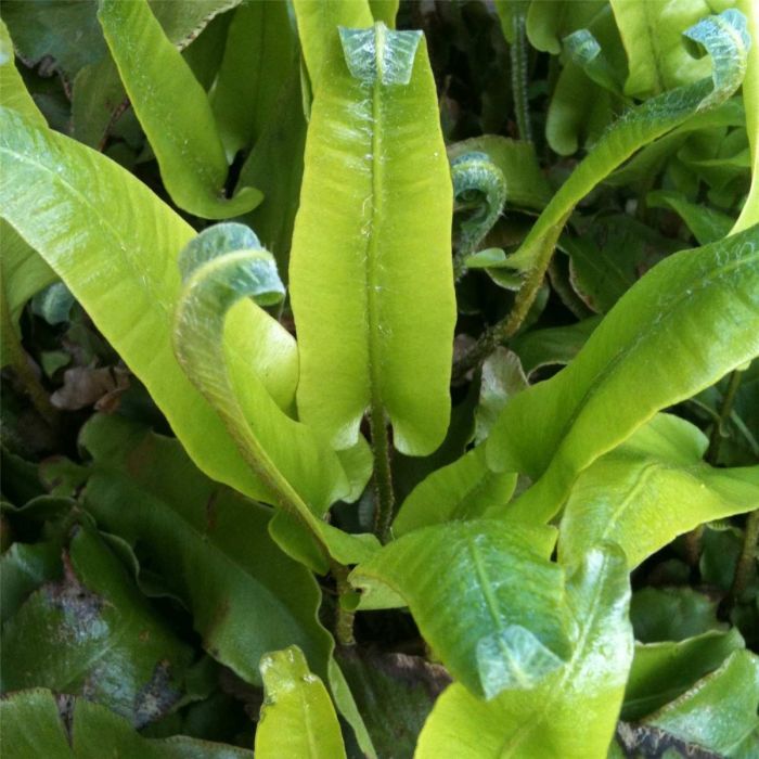 Hirschzungenfarn\u0020\u0028Phyllitis\u0020scolopendrium\u0029\u0020
