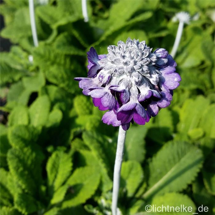 Himalayaprimel\u0020\u0028Primula\u0020capitata\u0029\u0020Salvana\u00A0