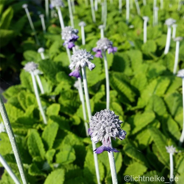 Himalayaprimel\u0020\u0028Primula\u0020capitata\u0029\u0020Salvana\u00A0