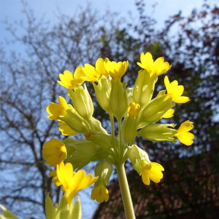 Schl\u00FCsselblume\u0020\u0028Primula\u0020veris\u0020\u0029\u0020gelb