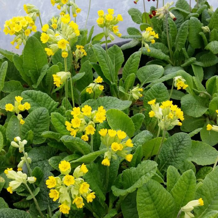 Schl\u00FCsselblume\u0020\u0028Primula\u0020veris\u0020\u0029\u0020gelb