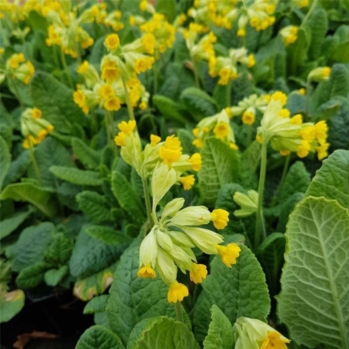 Schl\u00FCsselblume\u0020\u0028Primula\u0020veris\u0020\u0029\u0020gelb