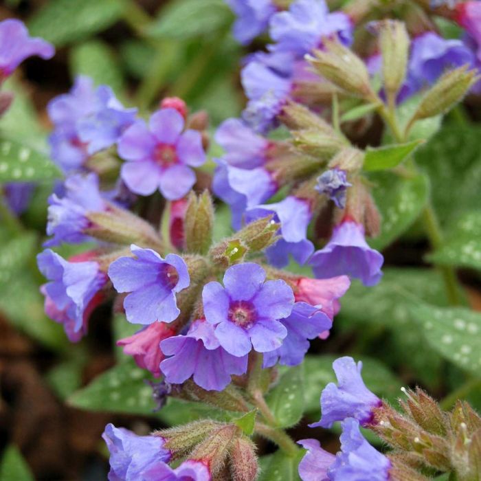 Geflecktes\u0020Lungenkraut\u0020\u0028Pulmonaria\u0029\u0020Trevi\u0020Fountain