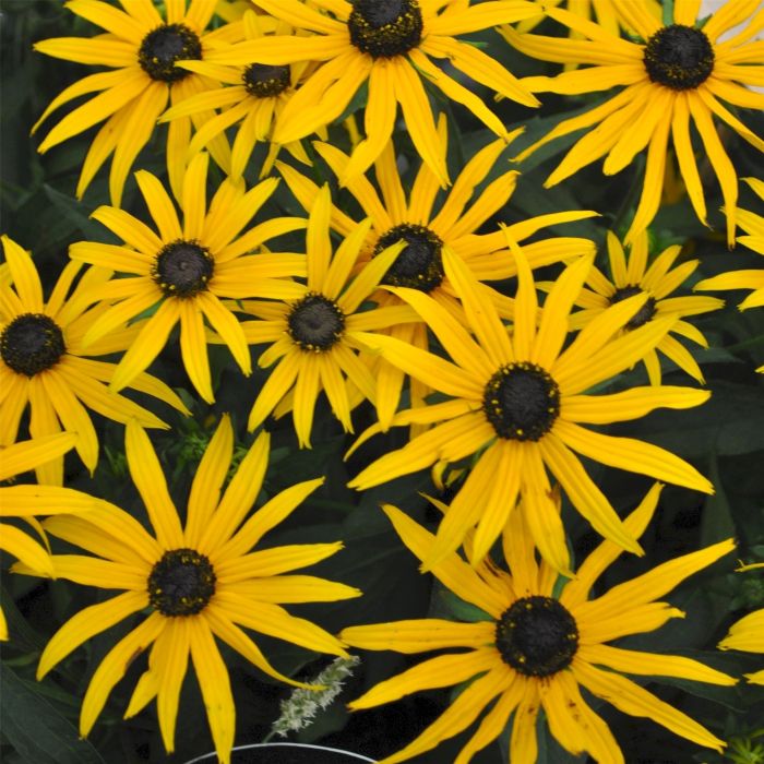 Sonnenhut\u0020\u0020\u0028Rudbeckia\u0020fulgida\u0020\u0029\u0020Forever\u0020Gold