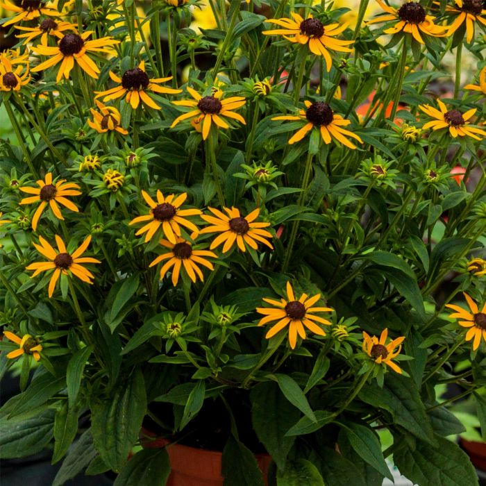 Sonnenhut\u0020\u0020\u0028Rudbeckia\u0020fulgida\u0020\u0029\u0020Little\u0020Goldstar