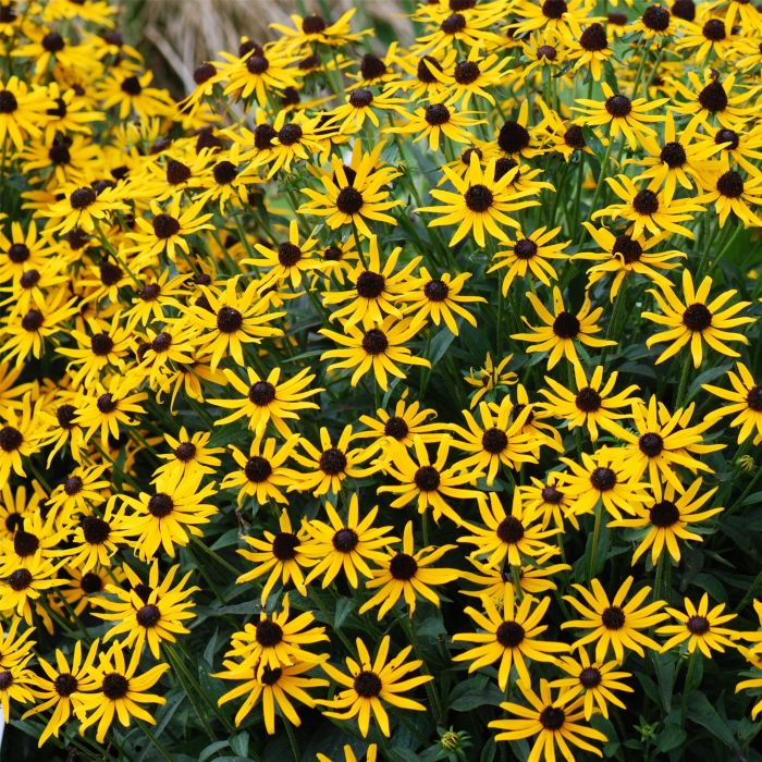 Sonnenhut\u0020\u0020\u0028Rudbeckia\u0020fulgida\u0020\u0029\u0020Little\u0020Goldstar
