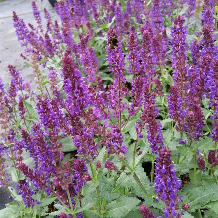 Salbei\u0020\u0028Salvia\u0020nemorosa\u0029\u0020Blauk\u00F6nigin\u0020