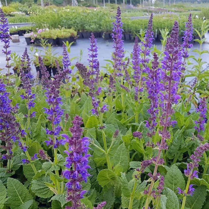 Salbei\u0020\u0028Salvia\u0020nemorosa\u0020\u0029\u0020Mainacht