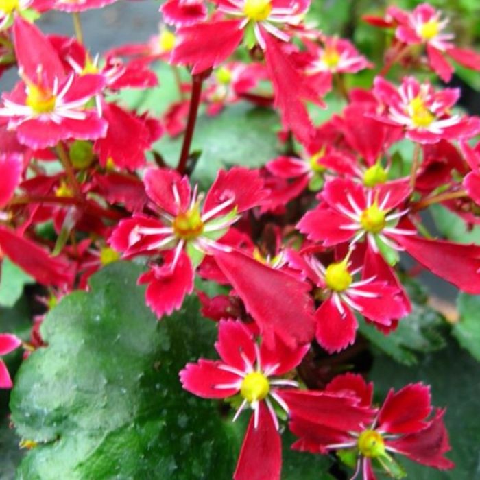 Herbst\u002DSteinbrech\u0020\u0028Saxifraga\u0020fortunei\u0029\u0020Beni\u0020Tsukasa