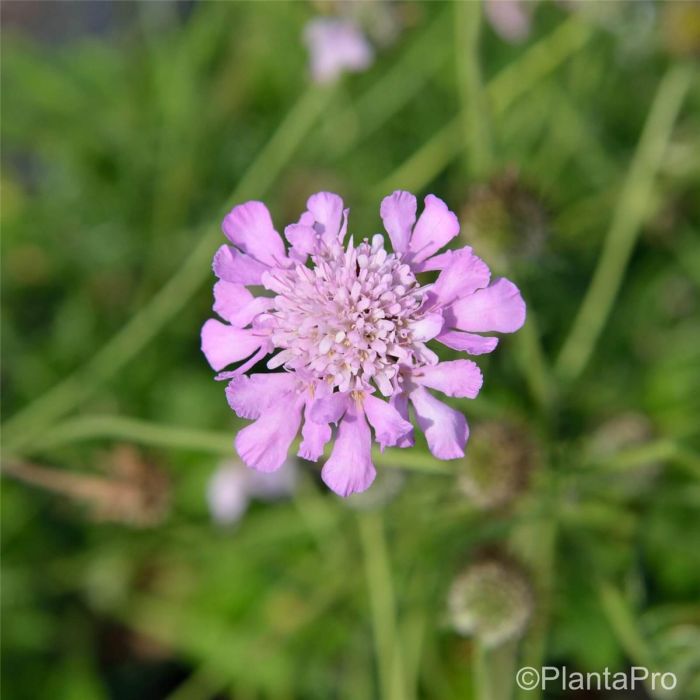 Trauben\u002DSkabiose\u0020\u0028Scabiosa\u0020columbaria\u0029\u0020Pink\u0020Mist