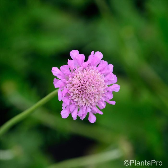 Trauben\u002DSkabiose\u0020\u0028Scabiosa\u0020columbaria\u0029\u0020Pink\u0020Mist
