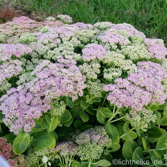 Pracht\u002DFetthenne\u0020\u0028Sedum\u0020spectabile\u0029\u0020BRILLIANT