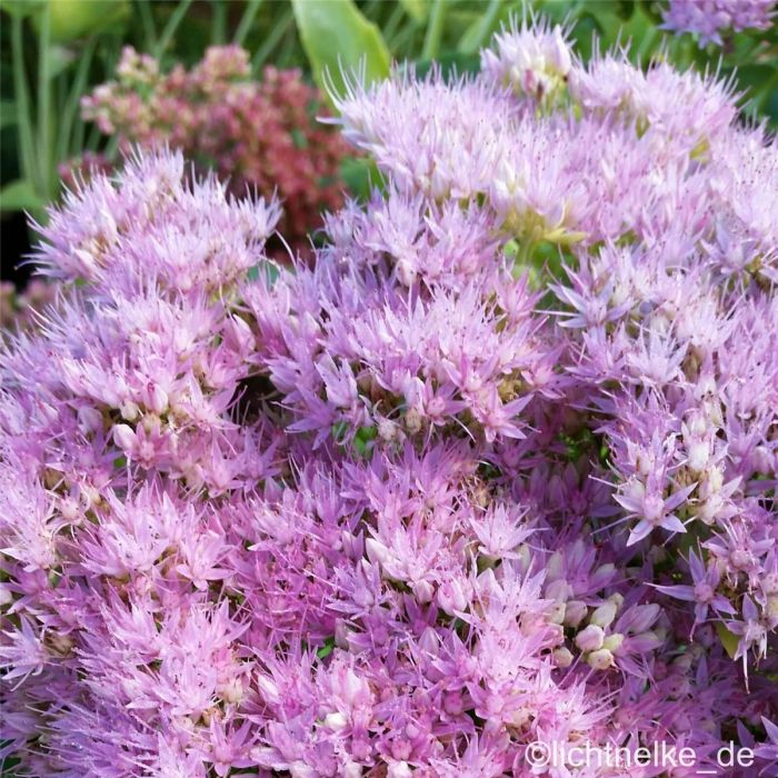 Pracht\u002DFetthenne\u0020\u0028Sedum\u0020spectabile\u0029\u0020BRILLIANT