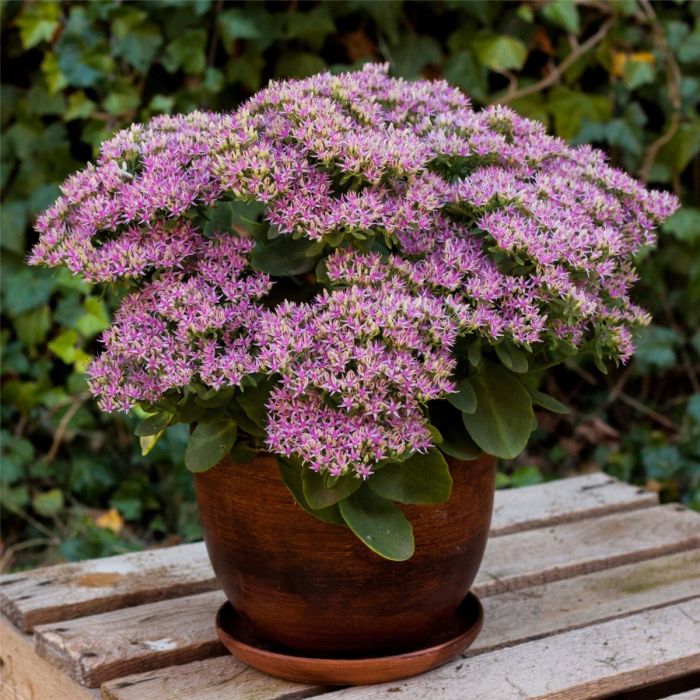 Pracht\u002DFetthenne\u0020\u0028Sedum\u0020spectabile\u0029\u0020Hot\u0020Stuff