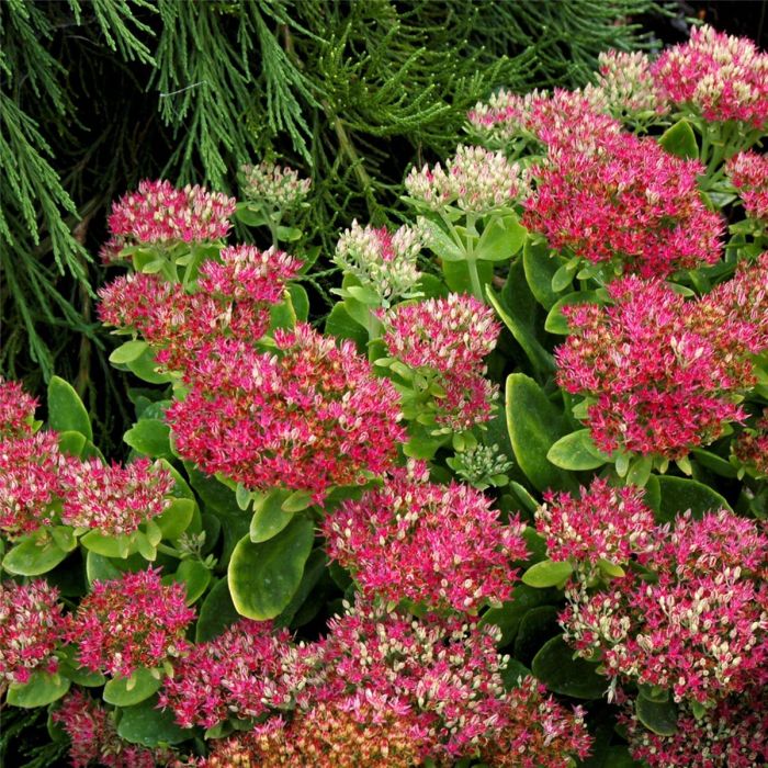 Pracht\u002DFetthenne\u0020\u0028Sedum\u0020spectabile\u0029\u0020Hot\u0020Stuff
