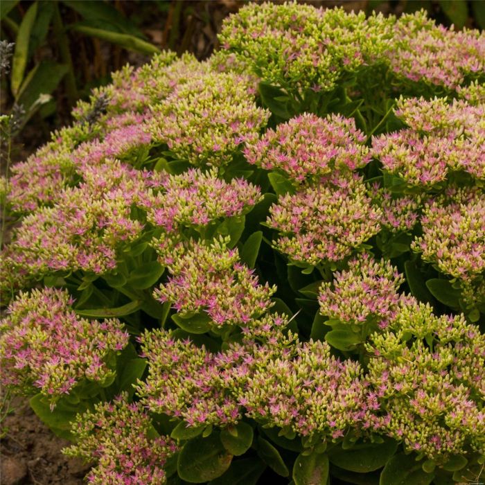 Pracht\u002DFetthenne\u0020\u0028Sedum\u0020spectabile\u0029\u0020Hot\u0020Stuff