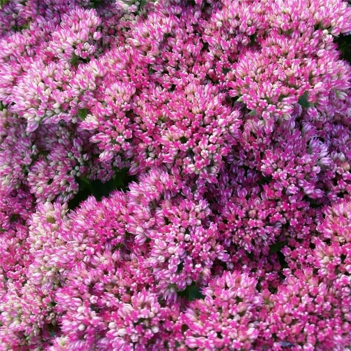 Pracht\u002DFetthenne\u0020\u0028Sedum\u0020spectabile\u0029\u0020Herbstfreude