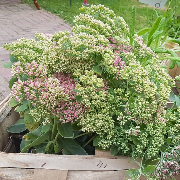 Pracht\u002DFetthenne\u0020\u0028Sedum\u0020spectabile\u0029\u0020Herbstfreude