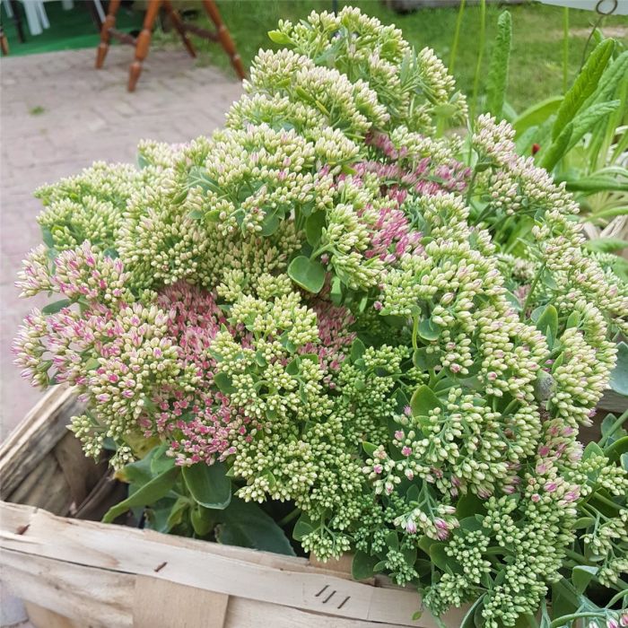 Pracht\u002DFetthenne\u0020\u0028Sedum\u0020spectabile\u0029\u0020Herbstfreude