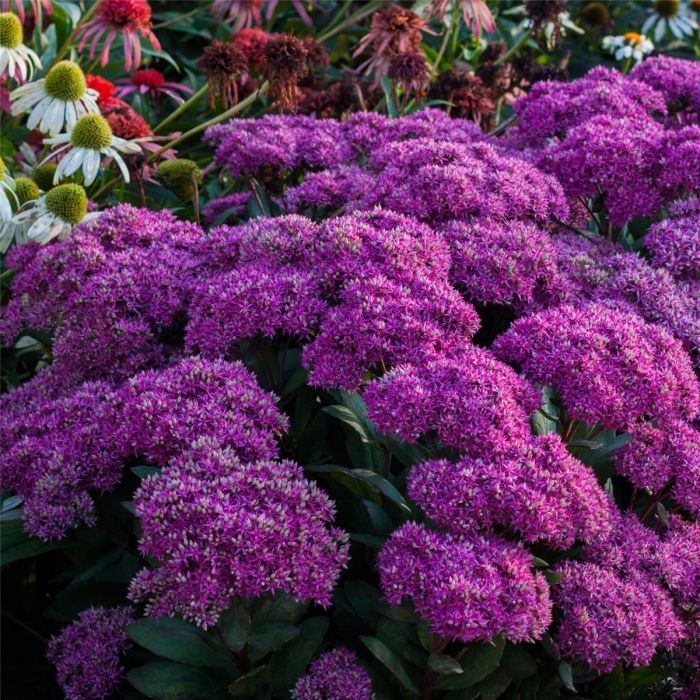 Pracht\u002DFetthenne\u0020\u0028Sedum\u0020telephium\u0020\u0029\u0020Mr.\u0020Goodbud\u0020