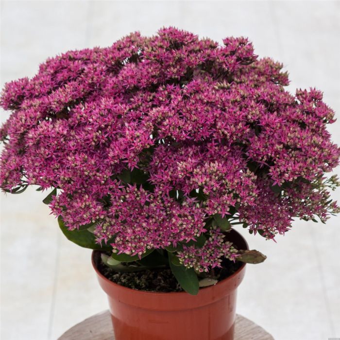 Pracht\u002DFetthenne\u0020\u0028Sedum\u0020telephium\u0020\u0029\u0020Mr.\u0020Goodbud\u0020