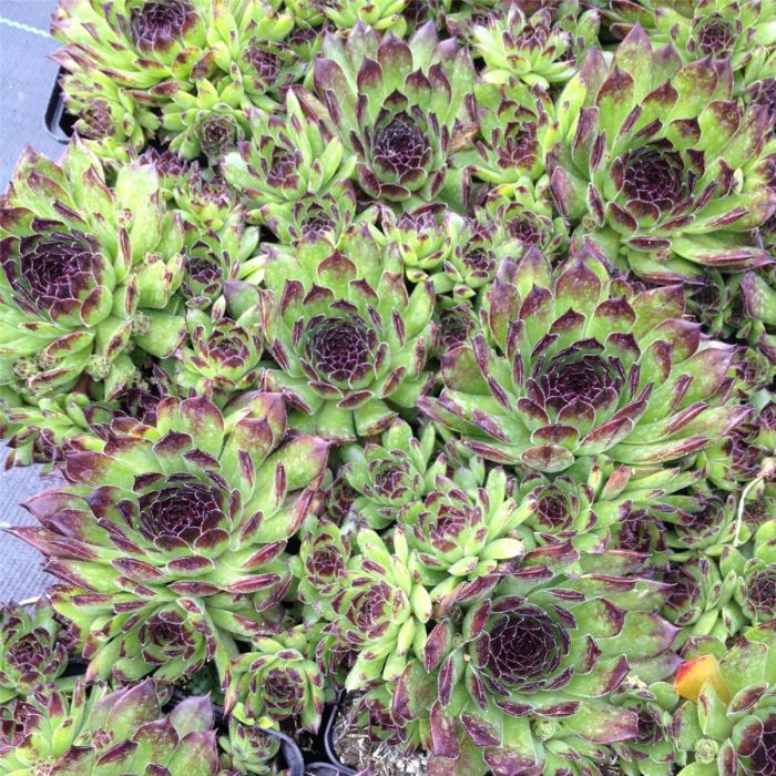 Hauswurz\u0020\u002F\u0020Dachwurz\u0020\u0028Sempervivum\u0029\u0020Reinhard