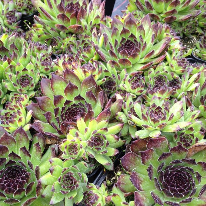 Hauswurz\u0020\u002F\u0020Dachwurz\u0020\u0028Sempervivum\u0029\u0020Reinhard