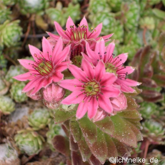 Spinnwebhauswurz\u0020\u0028Sempervivum\u0020arachnoideum\u0020\u0029\u0020