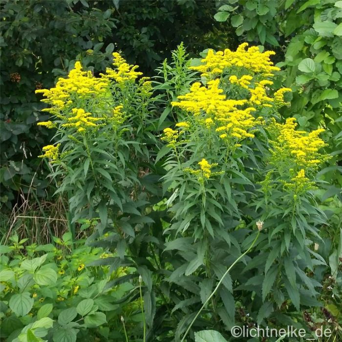 Goldrute\u0020\u0028Solidago\u0020Hybride\u0020\u0029\u0020Goldkind