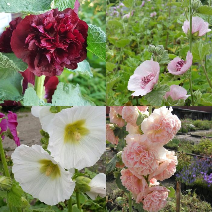 7\u0020St\u00FCck\u0020Malven\u0020Stockrosen\u0020SPEZIAL\u0020gro\u00DFblumig\u0020\u0020Bauerngarten\u0020Rarit\u00E4ten\u0020Bienenweide\u0020\u0028Mix\u0029\u0020