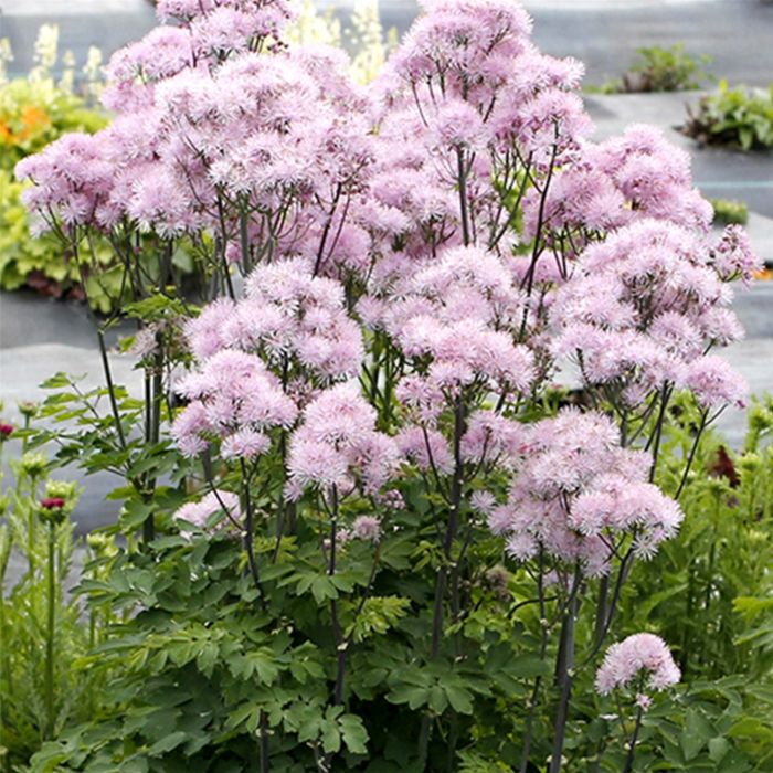 Wiesenraute\u0020\u0028Thalictrum\u0020aquilegifolium\u0029\u0020Nimbus\u0020Pink