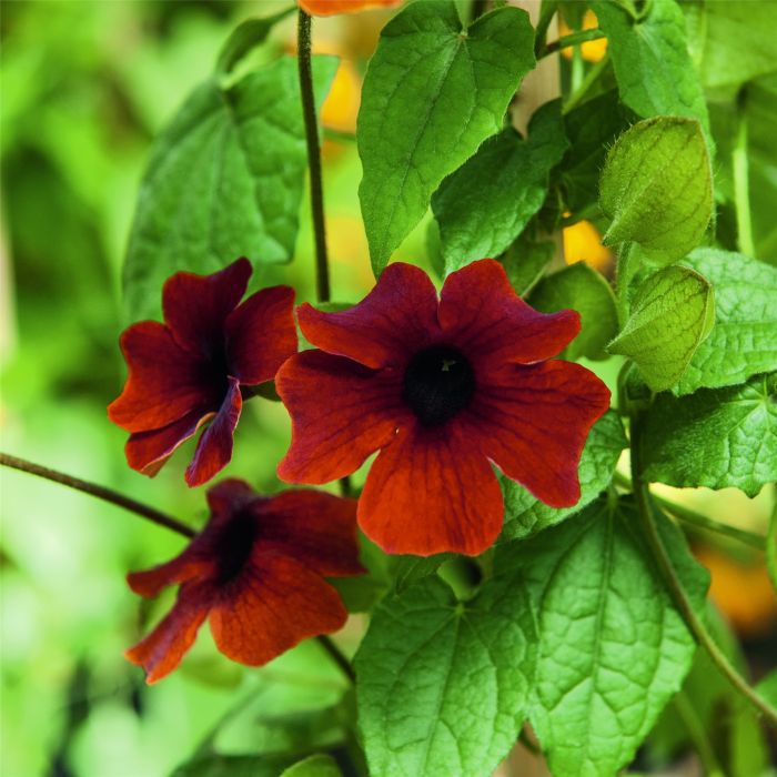 Susanne\u0020\u0028Thunbergia\u0020alata\u0029\u0020SUNNY\u0020Susy\u0020Brownie