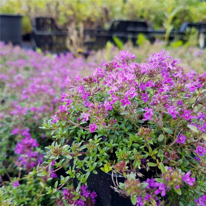 Polsterthymian\u0020\u0028Thymus\u0020praecox\u0029\u0020Atropurpurea\u0020