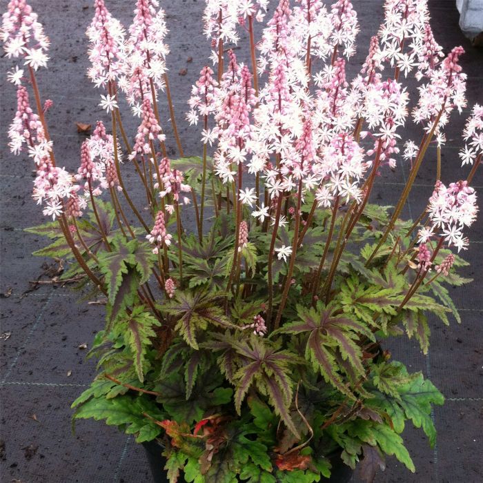 Herzblatt\u002DSchaumbl\u00FCte\u0020\u0028Tiarella\u0020cordifolia\u0029\u0020Angel\u0020Wings