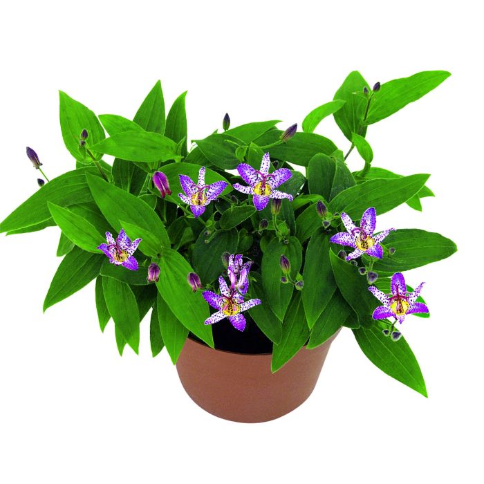 Kr\u00F6tenlilie\u0020\u0028Tricyrtis\u0020formosana\u0029\u0020Pink\u0020Freckles