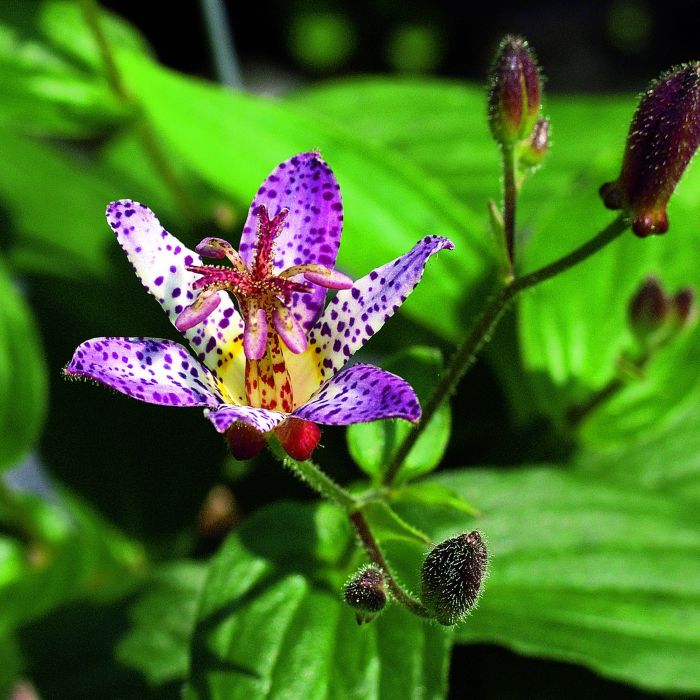 Kr\u00F6tenlilie\u0020\u0028Tricyrtis\u0020formosana\u0029\u0020Pink\u0020Freckles
