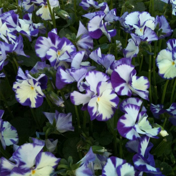 Veilchen\u0020\u0028Viola\u0020cornuta\u0029\u0020Rebecca\u0020Cawthorne