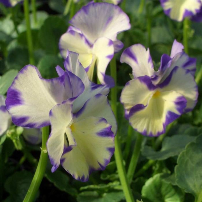 Veilchen\u0020\u0028Viola\u0020cornuta\u0029\u0020Rebecca\u0020Cawthorne