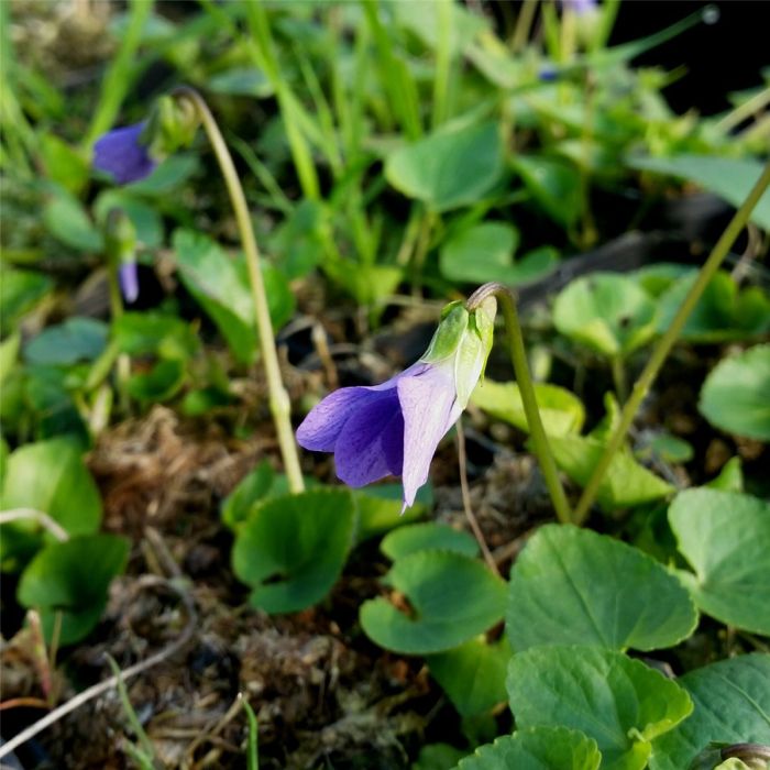 Pfingstveilchen\u0020\u0028Viola\u0020sororia\u0020\u0029\u0020Blue\u0020violett