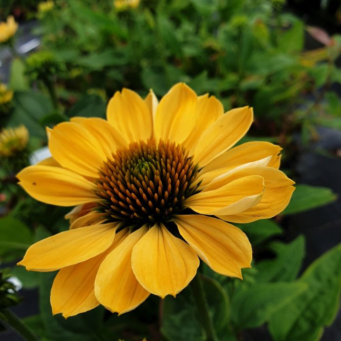 Sonnenhut\u0020\u0028Echinacea\u0020purpurea\u0029\u0020ALOHA