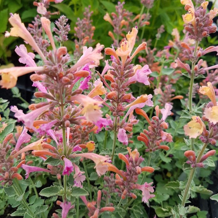 Duftnessel\u0020\u0028Agastache\u0029\u0020Kudos\u0020Ambrosia