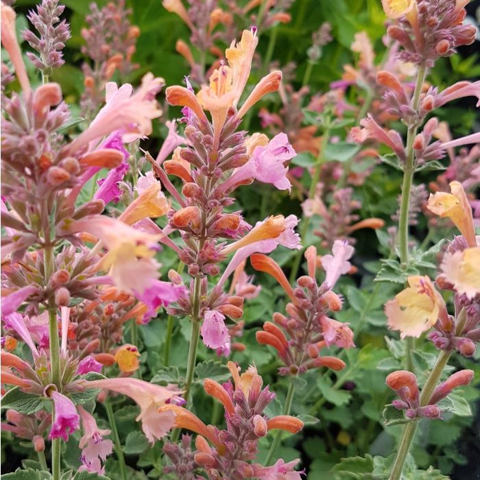Duftnessel\u0020\u0028Agastache\u0029\u0020Kudos\u0020Ambrosia