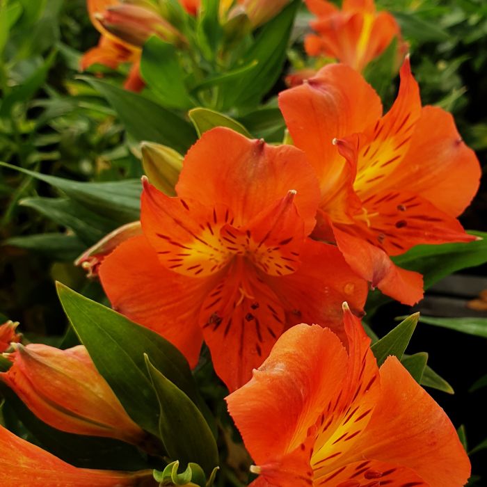 Inkalilie\u0020\u0028Alstroemeria\u0020hybrid\u0029\u0020Colorita\u00AE\u0020Amina