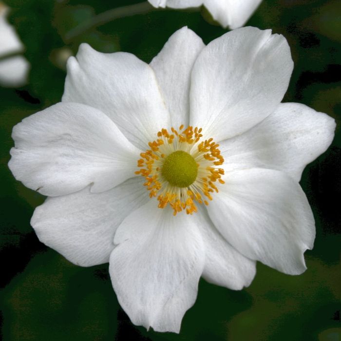 Anemone\u0020\u0028Anemone\u0020japonica\u0029\u0020Honorine\u0020Jobert